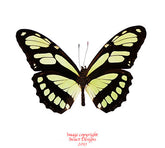 Philaethria dido (Peru)